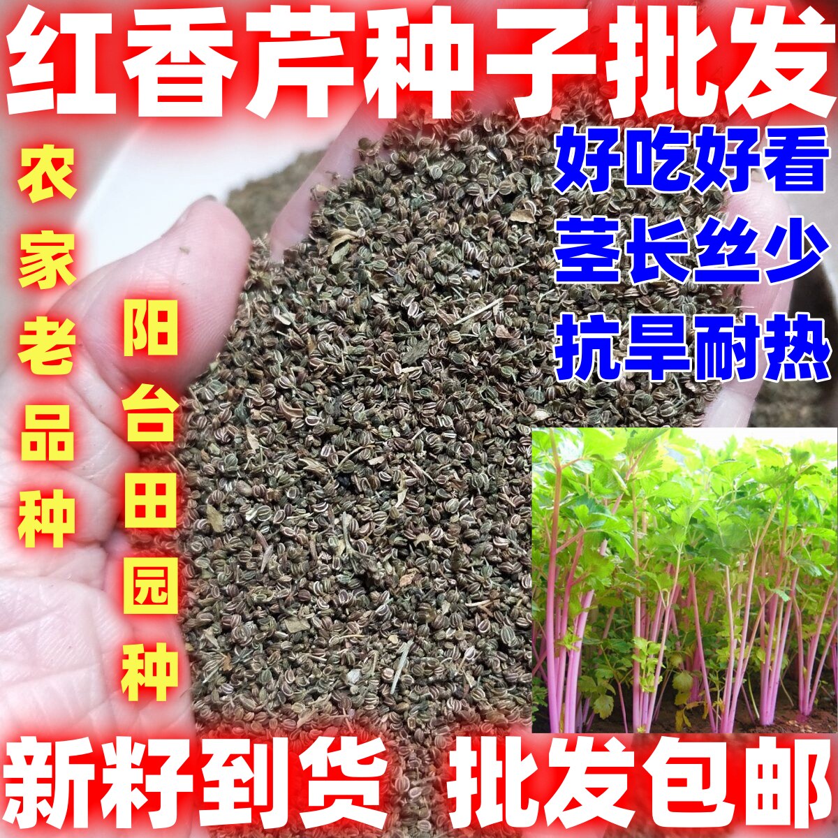 红香芹种子红芹菜种籽紫衣仙子香芹蔬菜阳台籽香味浓四季芹菜种子
