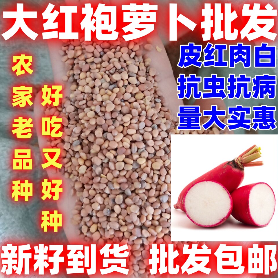 大红袍萝卜种子批发包邮红皮白心水果萝卜种籽萝卜种子蔬菜种子