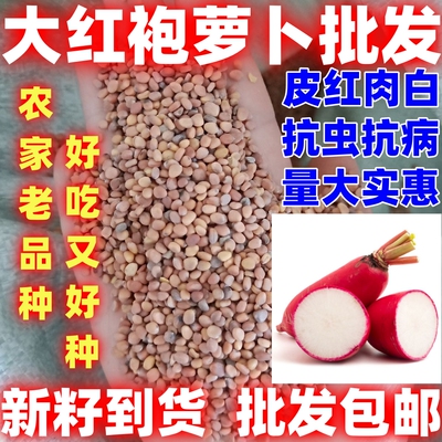大红袍萝卜种子批发包邮红皮白心水果萝卜种籽萝卜种子蔬菜种子