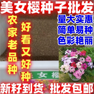 美女樱盆栽种子细叶美人樱草简单易种春季秋季观花散装铺地锦宿根