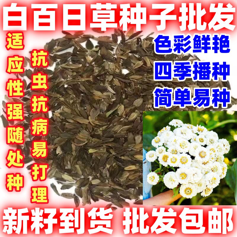 白百日草椰子白耐热随时播种简单易种庭院植物盆栽花朵大白种子