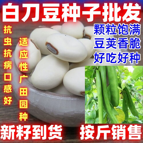矮生白刀豆种子农家庭院大扁豆角种籽搭棚农家四季当季蔬菜种子