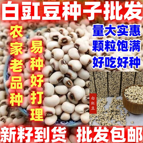 白豇豆种子简单易种好吃白豇豆红小豆种子四季种籽小粒籽种子