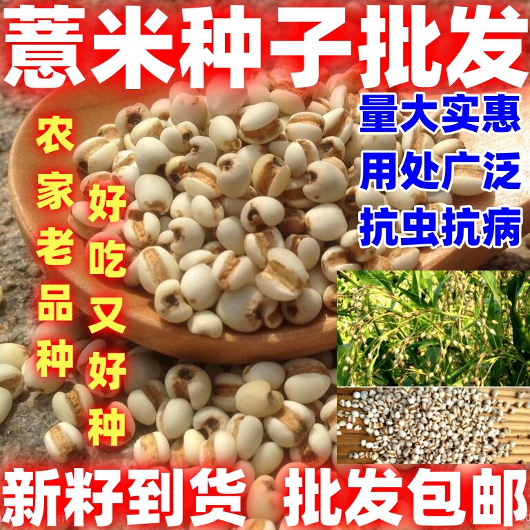 庭院田园能食能药种籽薏米薏米种子薏米种籽可枕头用处广论斤卖