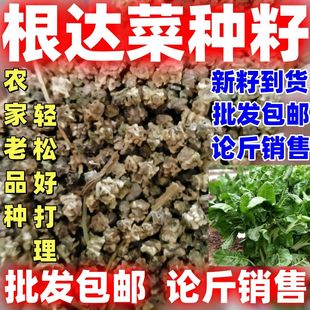 根达菜种子新籽到货牛皮菜劈菜肉质厚论斤农家蔬菜种籽好活易种植