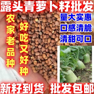 露头大青萝卜种子露头青萝卜籽生吃脆甜萝卜萝卜籽四季播蔬菜种孑