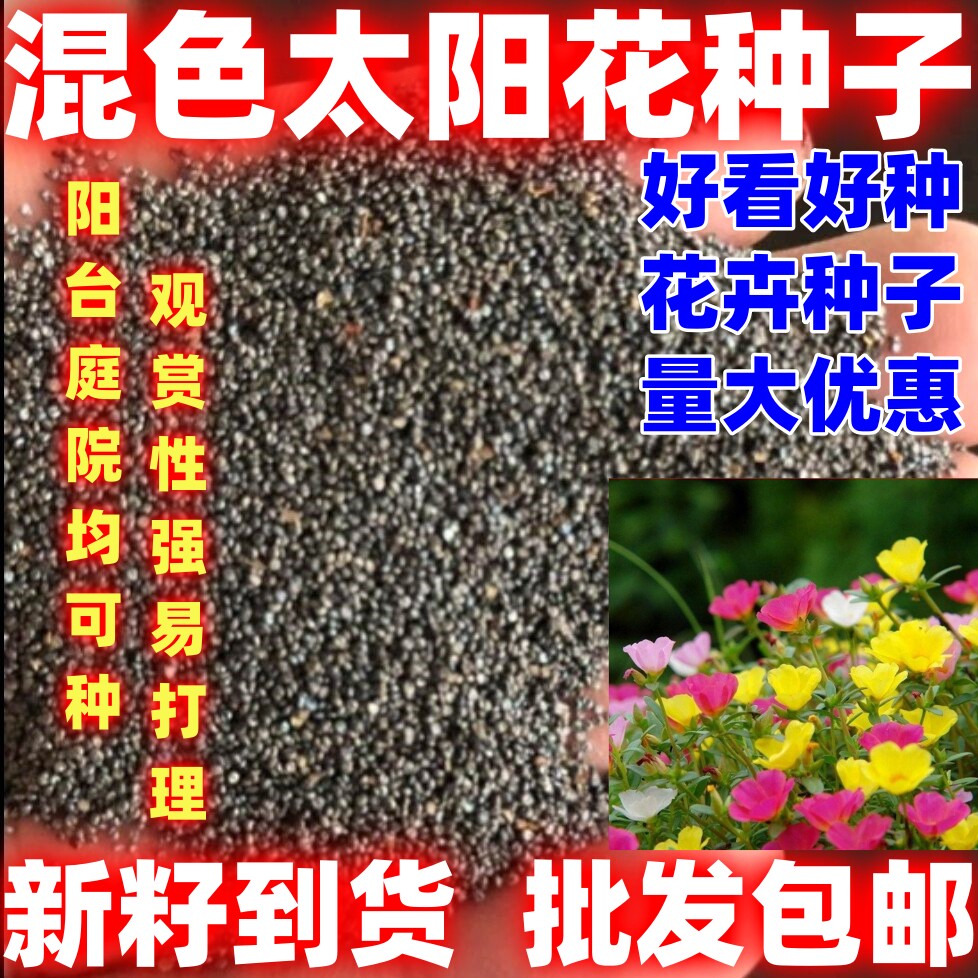 太阳花混色太阳花种子混色太阳花种籽观赏花种子简单易种论斤卖