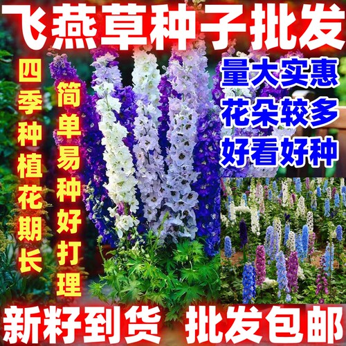 飞燕草花种子耐寒四季播易活盆栽鲜切花北极光千鸟草花籽种子好种