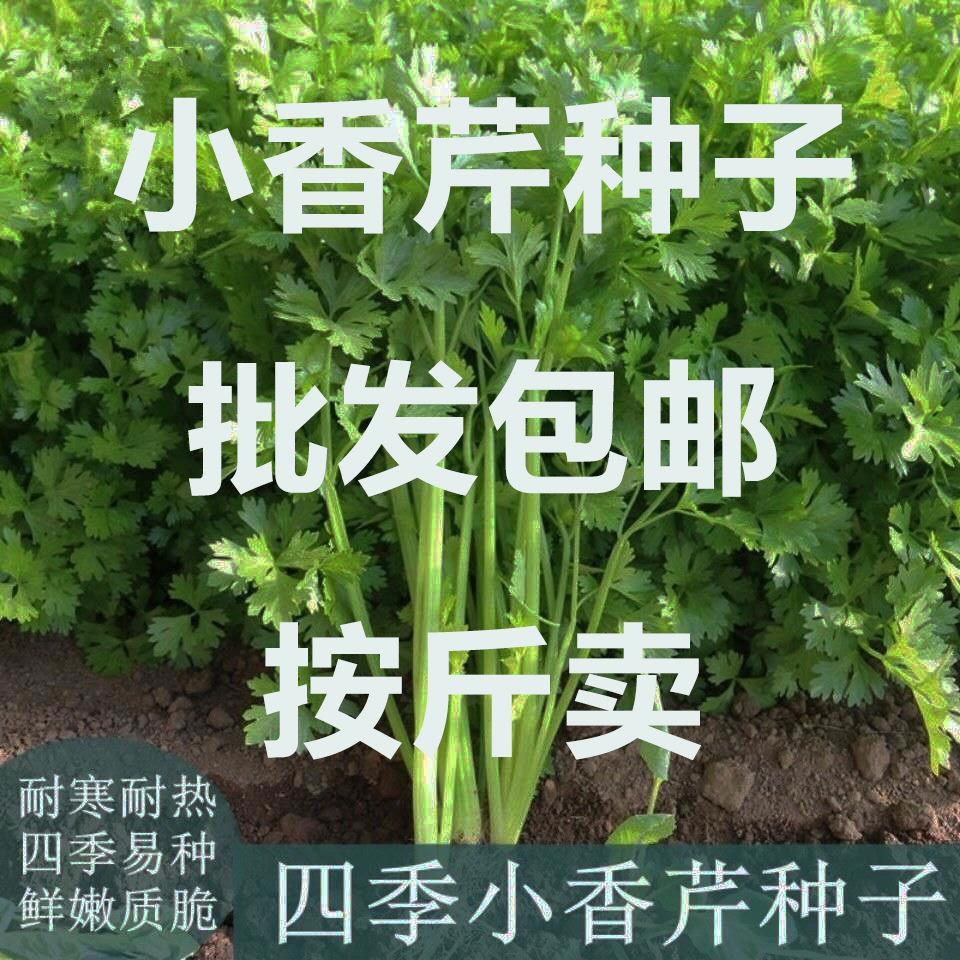 小香芹四季庭院春秋种植香芹种子西芹芹菜种子农家蔬菜散装按斤卖 鲜花速递/花卉仿真/绿植园艺 家庭园艺种子 原图主图