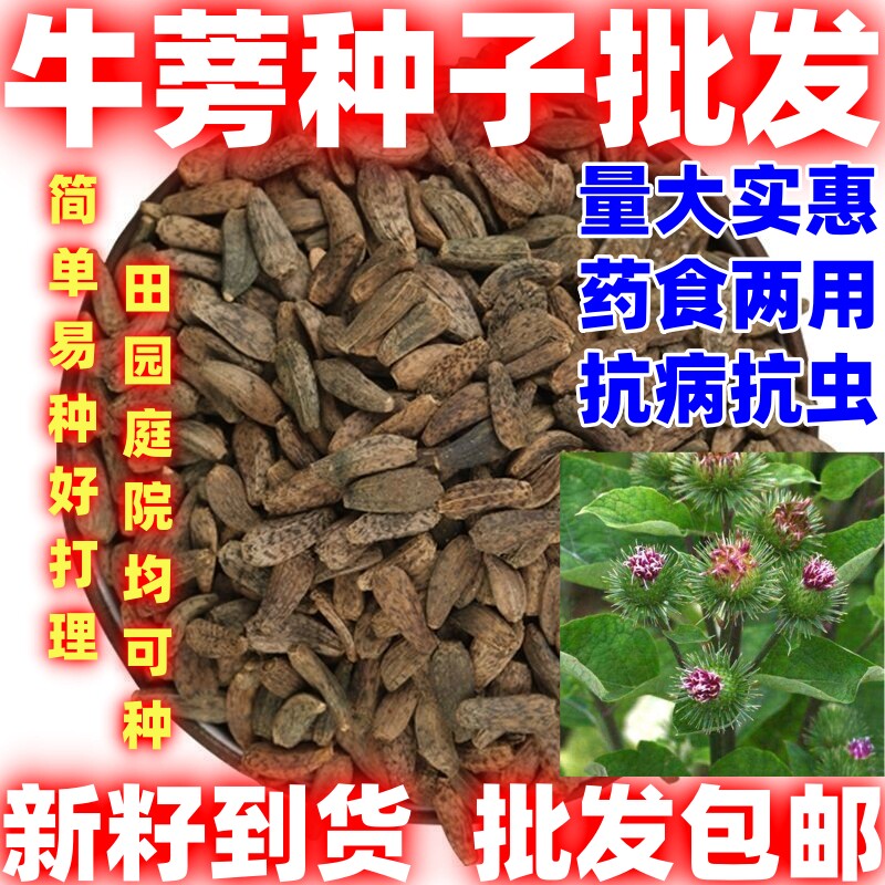 牛蒡种籽论斤卖四季种植牛蒡种子庭院田园阳台都能种植牛蒡种子