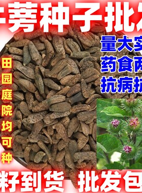 牛蒡种籽论斤卖四季种植牛蒡种子庭院田园阳台都能种植牛蒡种子