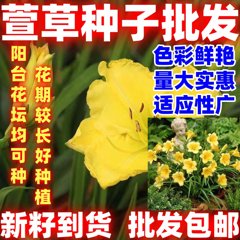萱草种子金娃娃萱草种籽四季播种易活耐寒多年生宿根花卉简单易种