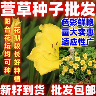 萱草种子金娃娃萱草种籽四季播种易活耐寒多年生宿根花卉简单易种