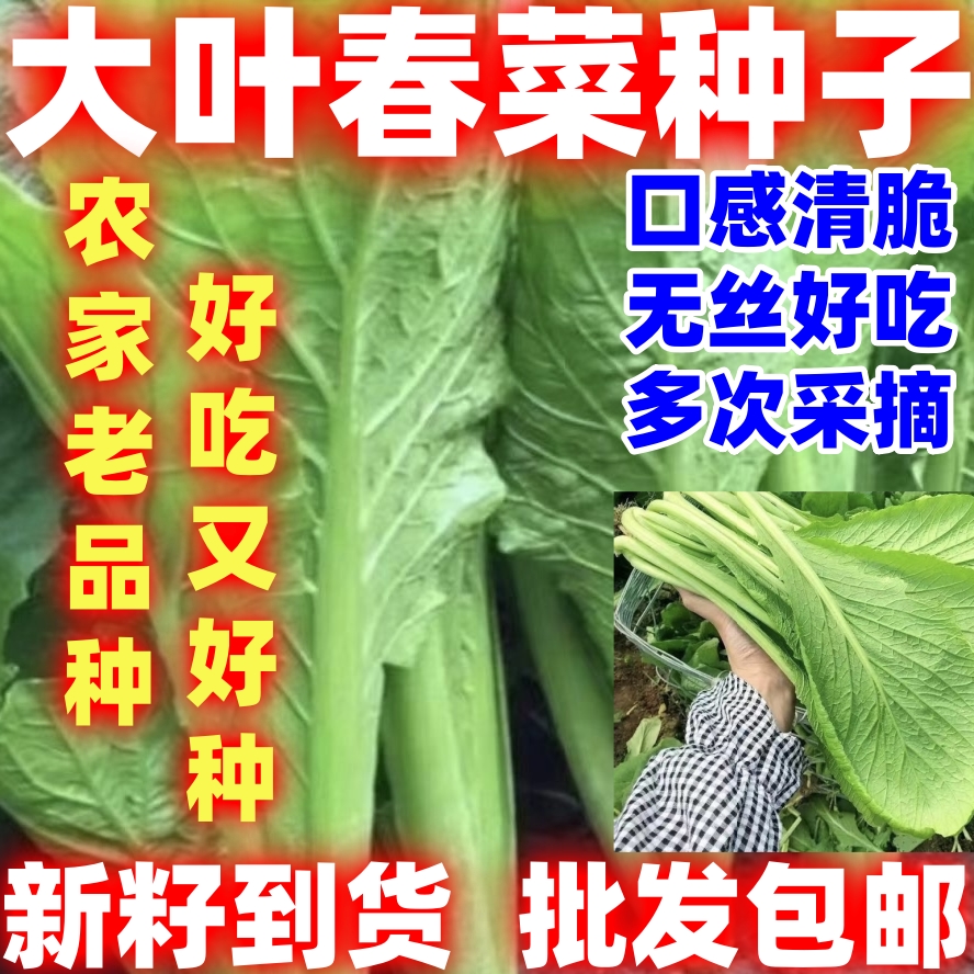 农家老品种大叶春菜种子老品种春芥菜种子菜籽盆栽蔬菜种孑四春菜
