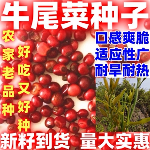 龙须菜老品种山芦笋牛尾菜山野菜爬藤植物种子根苗四季盆栽蔬菜