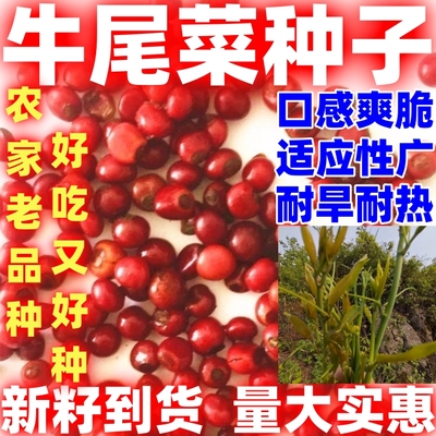 龙须菜老品种山芦笋牛尾菜山野菜爬藤植物种子根苗四季盆栽蔬菜