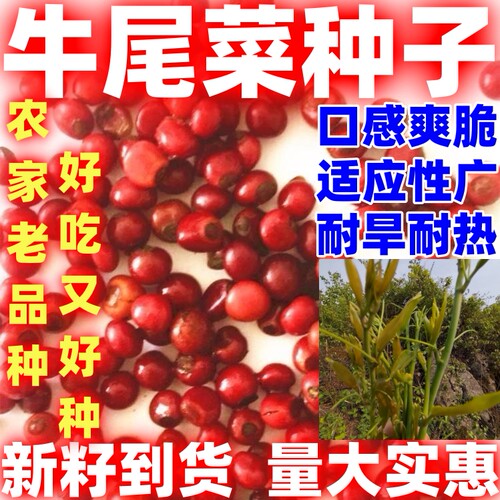 龙须菜老品种山芦笋牛尾菜山野菜爬藤植物种子根苗四季盆栽蔬菜
