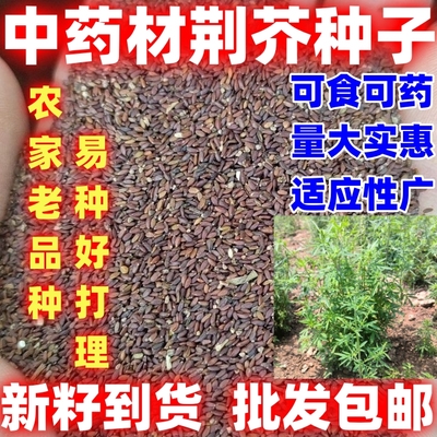 中药材荆芥种子中药材荆芥种籽庭院田园中药材种子用处广论斤卖
