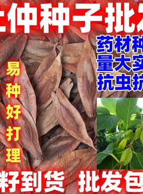 散装杜仲种籽药材种籽中药材种子田园种植论斤卖简单易种杜仲种子