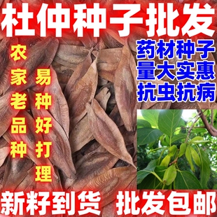 散装杜仲种籽药材种籽中药材种子田园种植论斤卖简单易种杜仲种子