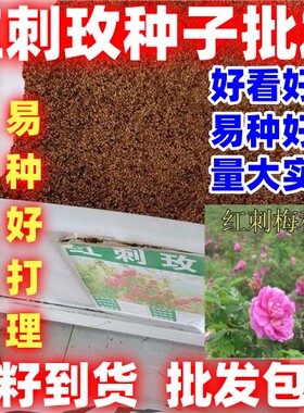 红刺玫种子好种花卉种籽红玫瑰种子四季可播多年生花卉简单易种