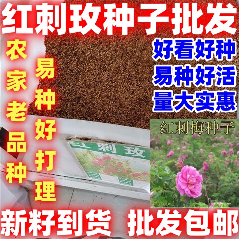 红刺玫种子好种花卉种籽红玫瑰种子四季可播多年生花卉简单易种