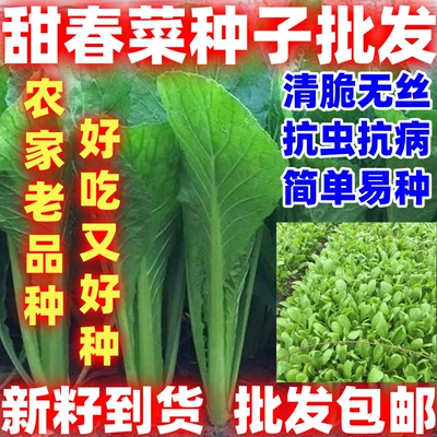 四季春菜种子脆甜春菜种子蔬菜种孑简单易种四季无筋甜春菜盆栽