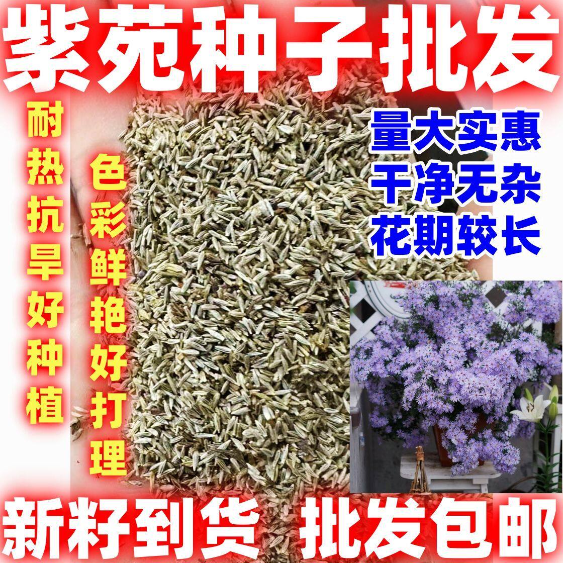 紫苑种子好种庭院花海矮型非姬小菊多年生耐寒花种籽柳叶菊紫菀花