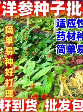 西洋参种子野山参种子高丽参种子简单易种家庭种植人参种子新鲜