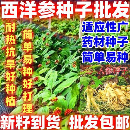 西洋参种子野山参种子高丽参种子简单易种家庭种植人参种子新鲜