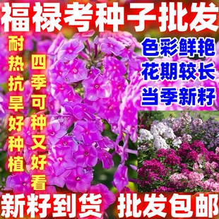 福禄考花种籽子四季播种低矮耐寒花籽阳台盆栽易活花种子简单易种
