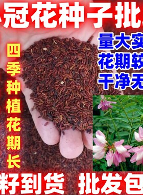 小冠花种子护坡灌木花草四季可播室外易种简单易种盆栽花卉花籽