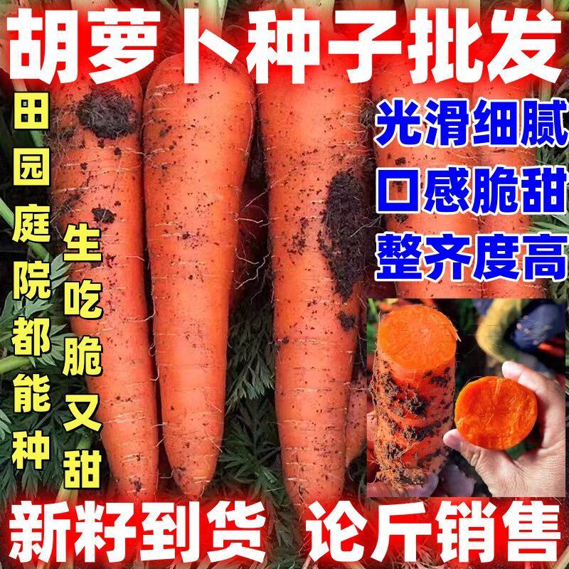胡萝卜种子按斤卖三红七寸高产抗热耐旱耐寒批发农家甜脆水果萝卜图片