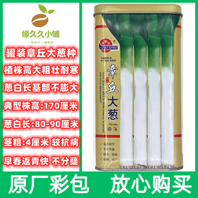 章丘钢杆80大葱种子铁杆大葱种籽春秋种植耐寒正宗山东实心大葱种