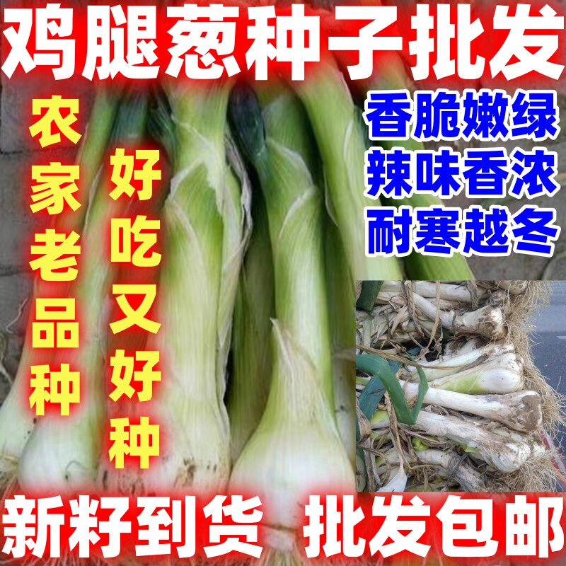 好吃易种长白鸡腿葱大头葱菜园阳家庭园艺种子