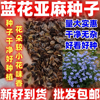 蓝花亚麻种子耐寒耐阴简单易种多年生园林室外景观花坛庭院花种子