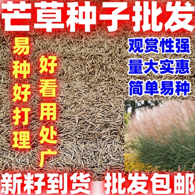 芒草种子多年生好种扫帚老式扫把种孑羽茅庭院园林植物种籽
