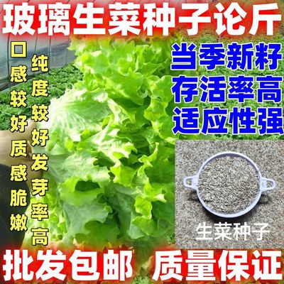 玻璃生菜种子包邮论斤销售农家蔬菜种子生菜种子新籽口感脆嫩