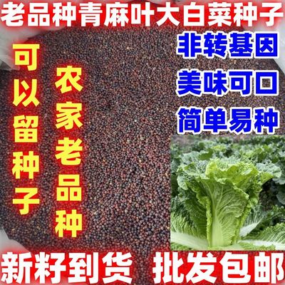 老品种青麻叶直筒形白菜种子秋季绿大青麻叶大白菜播蔬菜种可留籽