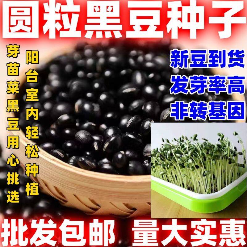 圆粒黑豆种子圆粒黑豆种籽四季家庭种黑豆芽苗菜室内阳台种植水培图片