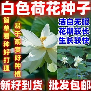 白色荷花种子水培植物四季种易活室内盆栽绿植花卉荷花种洁白无暇