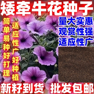 矮牵牛花种子垂吊盆栽庭院爬藤植物简单易种开花室外易活花种籽子