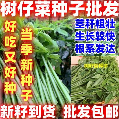 当季新籽生长较快树籽菜