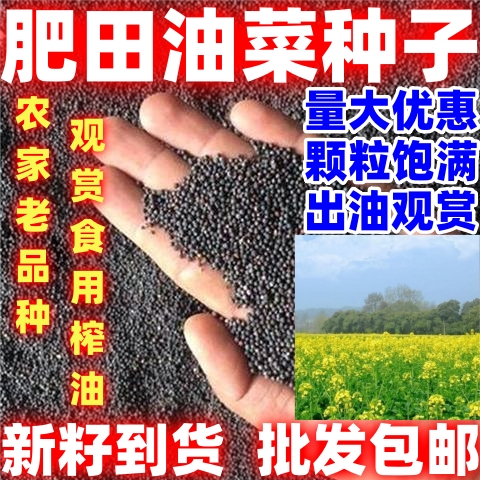 肥田油菜籽牧草种子绿肥观赏油菜花榨油耐寒耐旱四季种植散装