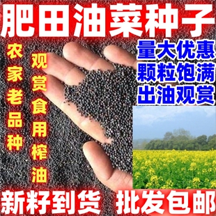 肥田油菜籽牧草种子绿肥观赏油菜花榨油耐寒耐旱四季 种植散装