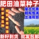 肥田油菜籽牧草种子绿肥观赏油菜花榨油耐寒耐旱四季 种植散装