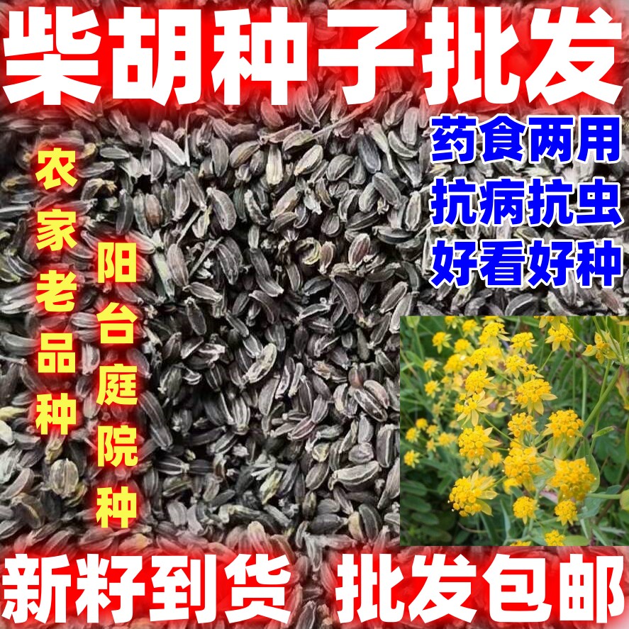 四季种植柴胡种子柴胡种籽四季种植论斤卖庭院田园阳台盆栽柴胡