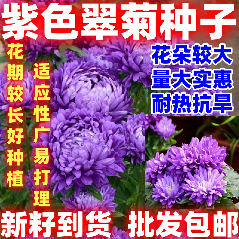 紫色翠菊种子菊花种子阳台庭院盆栽花草懒人糖果菊耐寒花简单易种