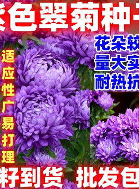 紫色翠菊种子菊花种子阳台庭院盆栽花草懒人糖果菊耐寒花简单易种