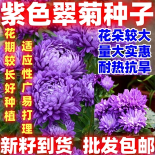 紫色翠菊种子菊花种子阳台庭院盆栽花草懒人糖果菊耐寒花简单易种